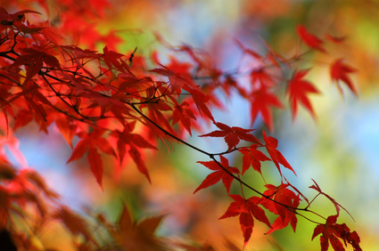 When is a good time to see autumn leaves in Japan?