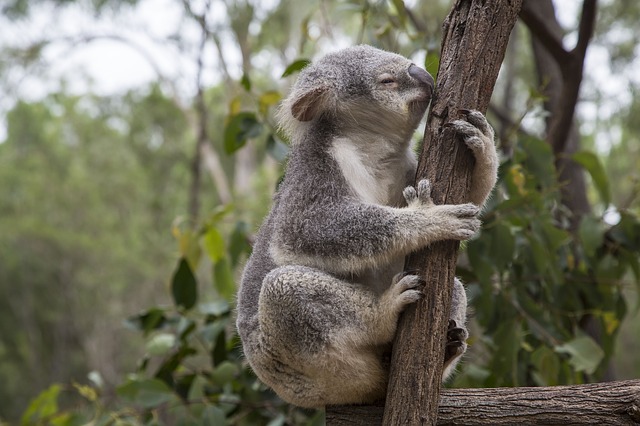 Japanese travelers to Australia increased by 22% in 2016, boosted by extension of air network