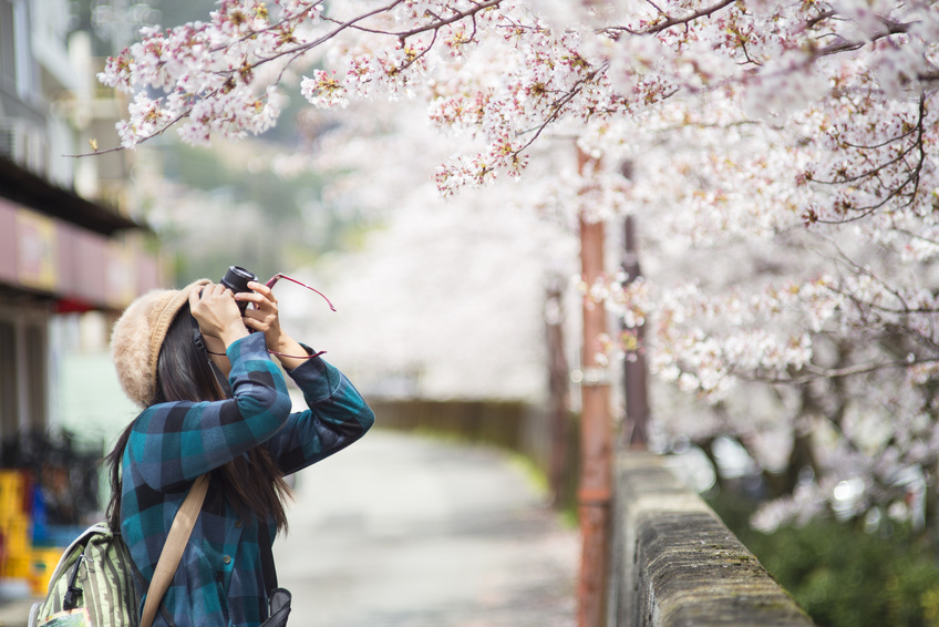 The forecast shows cherry blossoming in Tokyo and Fukuoka on March 17 and usual in northern Japan