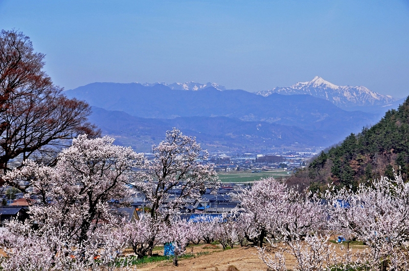 Japanese domestic travel consumption reduced by 5.3% in the first quarter of 2019, while travel unite price slightly rose