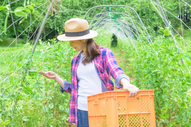 Airbnb forms partnership with Kobe City in Japan for farm stay to attract agri-inbound travelers