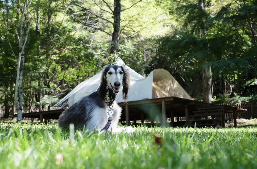 南軽井沢で愛犬とワーケーションができるグランピング施設がオープン、予約受付を開始