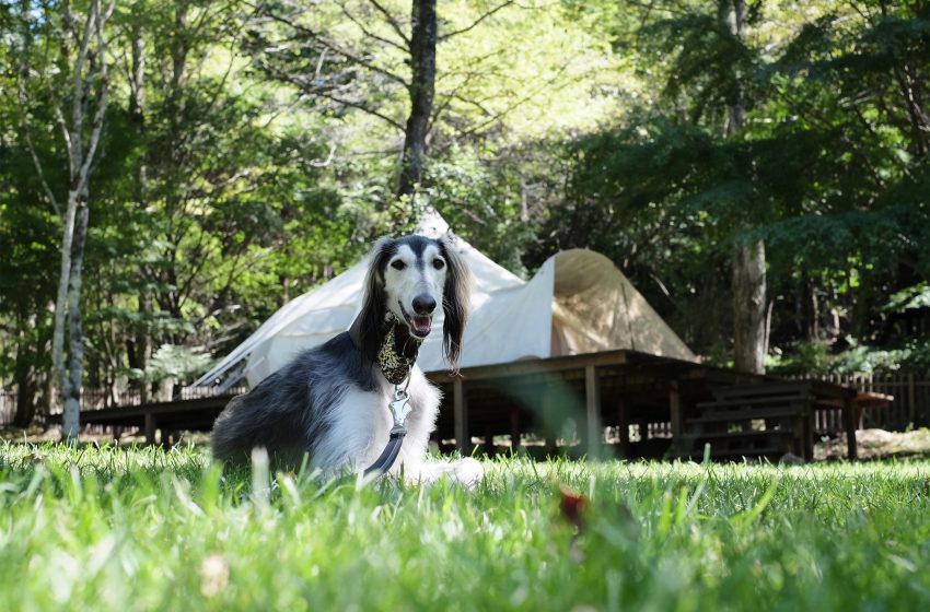 南軽井沢で愛犬とワーケーションができるグランピング施設がオープン、予約受付を開始