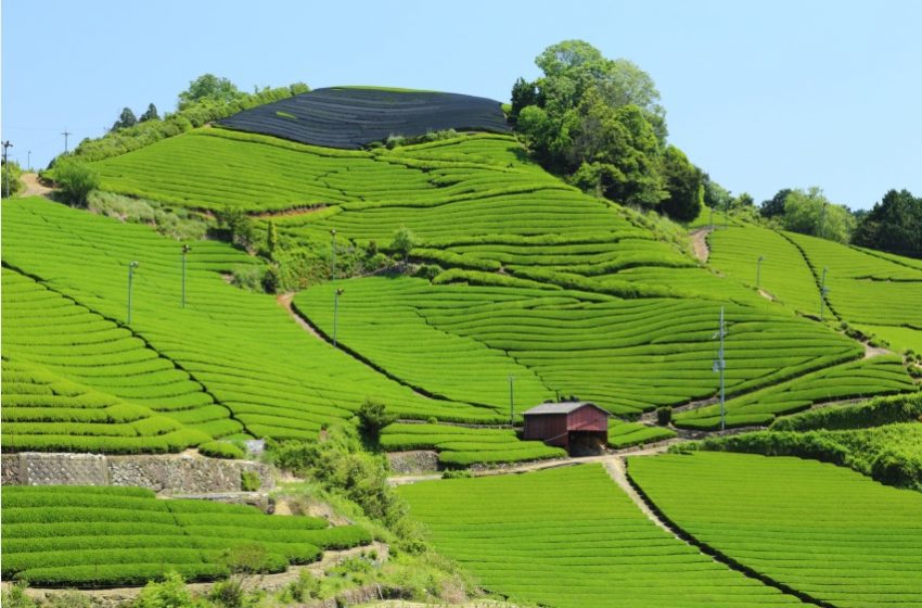  京都府・和束町（わづかちょう）、茶畑に囲まれた農村空間でのワーケーションを促進、補助金を創設
