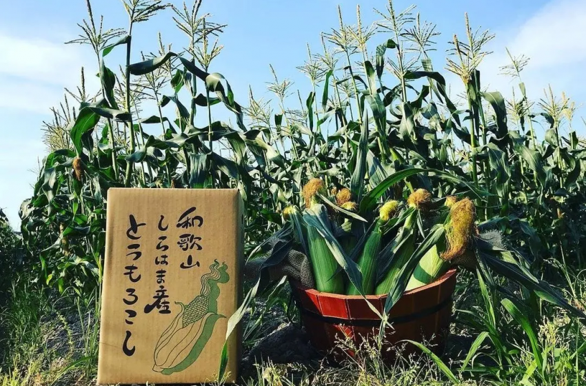  和歌山県が地域課題解決型のワーケーションプロジェクトを開始、テーマは「農業DX」、6/22〜23の参加企業を募集