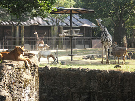  愛媛県・とべ動物園、1日1組限定でワーケーション「とべ動物園一日満喫プラン」を販売