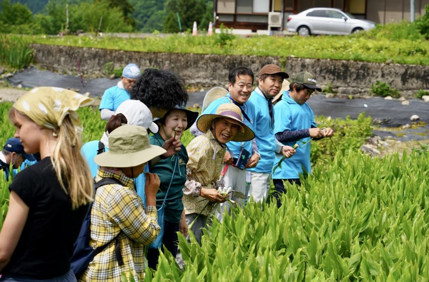  岐阜県・飛騨市、みょうがの収穫イベントを開催、8/2