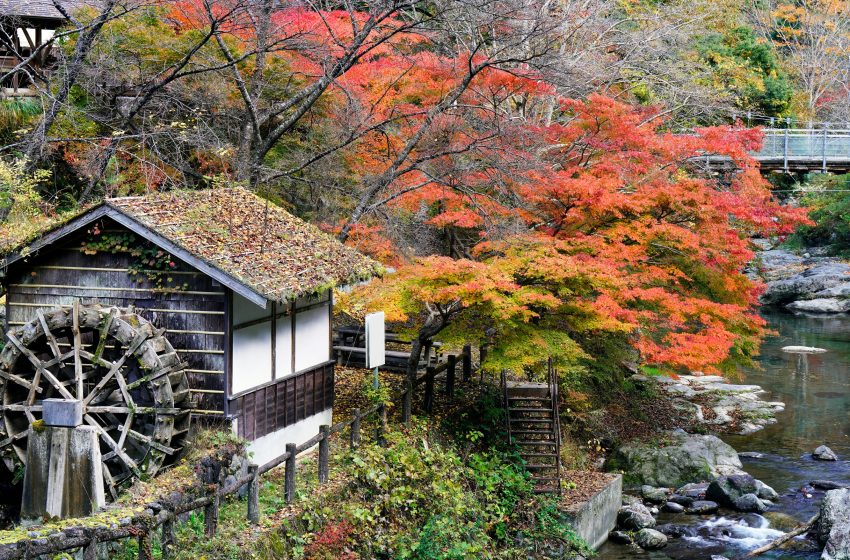 奈良県・東吉野村、林業に従事する地域おこし協力隊を募集