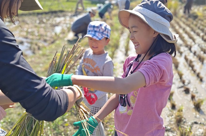 埼玉県・ときがわ町の日帰り温泉、お米の収穫体験と移住相談会を開催、11/3