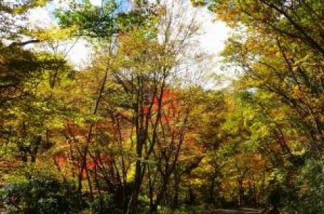 公式サイトより