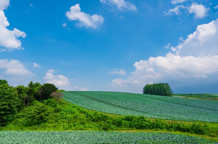  群馬県・嬬恋村、オーダーメイド式移住体験ツアー参加者募集