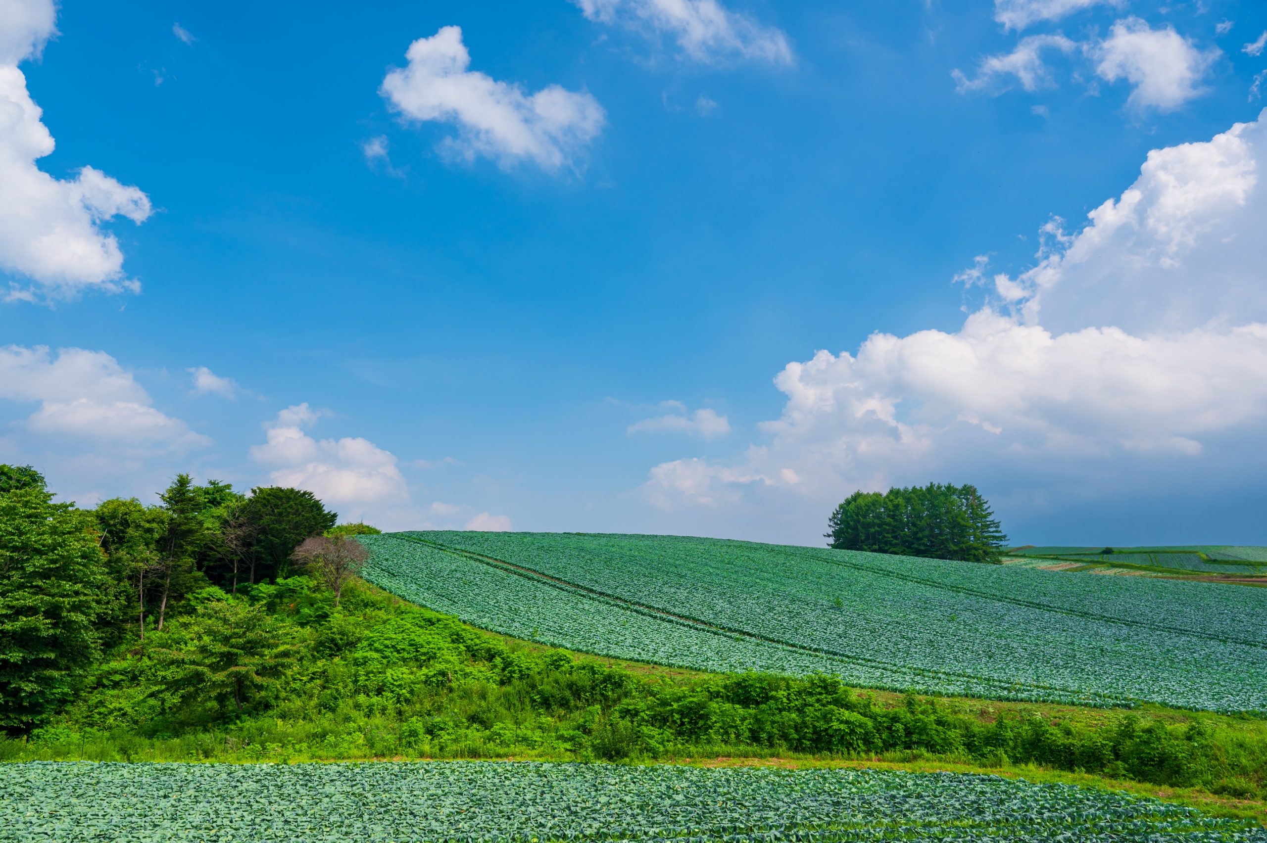 群馬県・嬬恋村