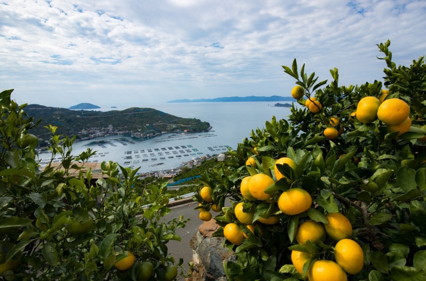  愛媛県、「関係人口」の拡大を目的とした企画提案募集【事業者向け】