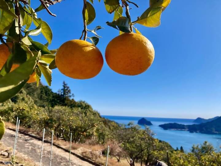  三重県・尾鷲市、甘夏収穫ワーケーション参加者募集、3月～4月