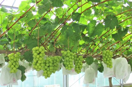 報道発表資料より