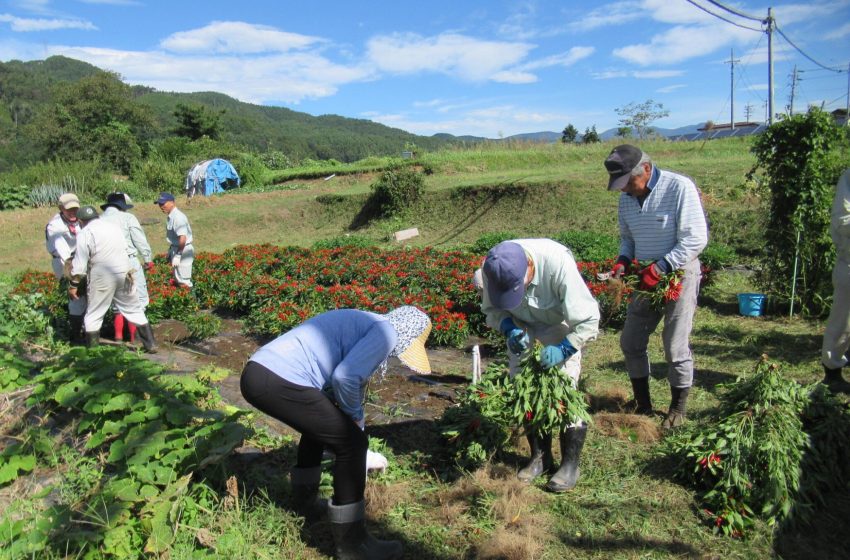  長野県・岡谷市、遊休農地対策に取り組む地域おこし協力隊を募集