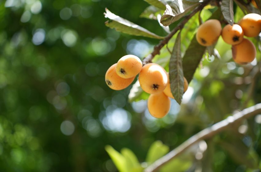  千葉県・南房総市、農業支援に従事する地域おこし協力隊を3名募集