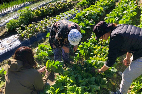  和歌山県とJAL、「ふるさと住民登録制度」の実証施策を共同で実施、関係人口の可視化と担い手創出へ　