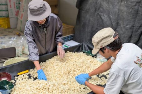 報道発表資料より