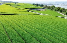  静岡県・島田市、持続可能な観光地域づくり担う地域おこし協力隊を募集