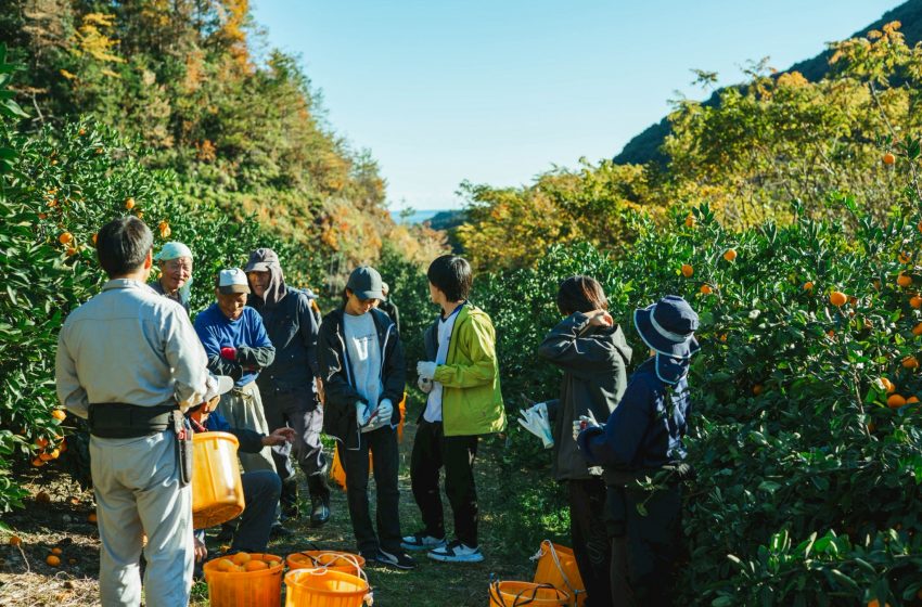  三重県・御浜（みはま）町、紀宝（きほう）町、みかん収穫ワーケーション参加者募集