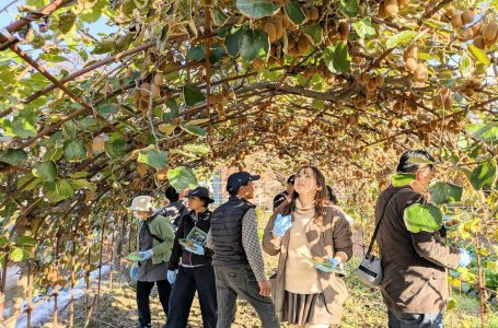 報道発表資料より