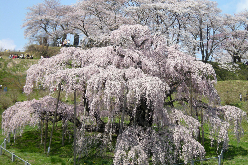 桜の開花予想2020、東京と福岡で3月16日から、北海道は4月下旬に上陸予想