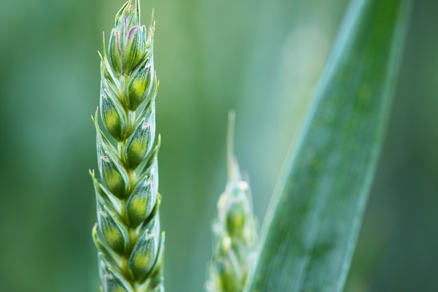 Agriculture Ministry of Japan helps tourism workers find new jobs in the agriculture industry challenging shortage of labors 