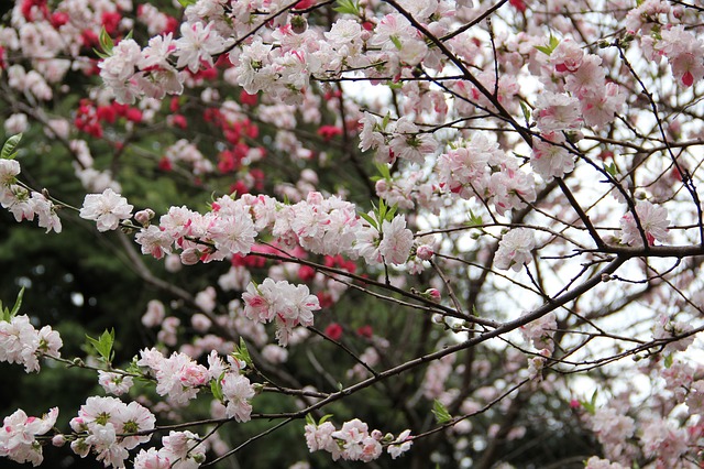 桜の開花予想2020、東京は3月17日からスタート、最も遅い釧路は5月上旬に