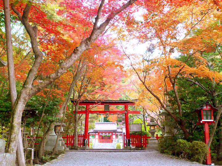 京都・大原野神社、台風被害の修復でクラウド資金調達、初の紅葉ライトアップイベント開催にあわせて