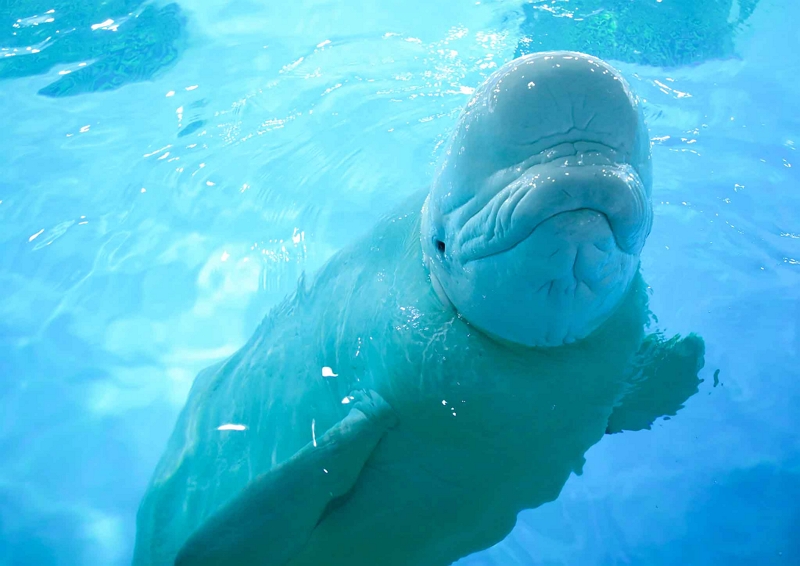 水族館 鴨川シーワールド 外国籍の来場者に優待キャンペーン パスポート提示で入園料を半額に トラベルボイス 観光産業ニュース