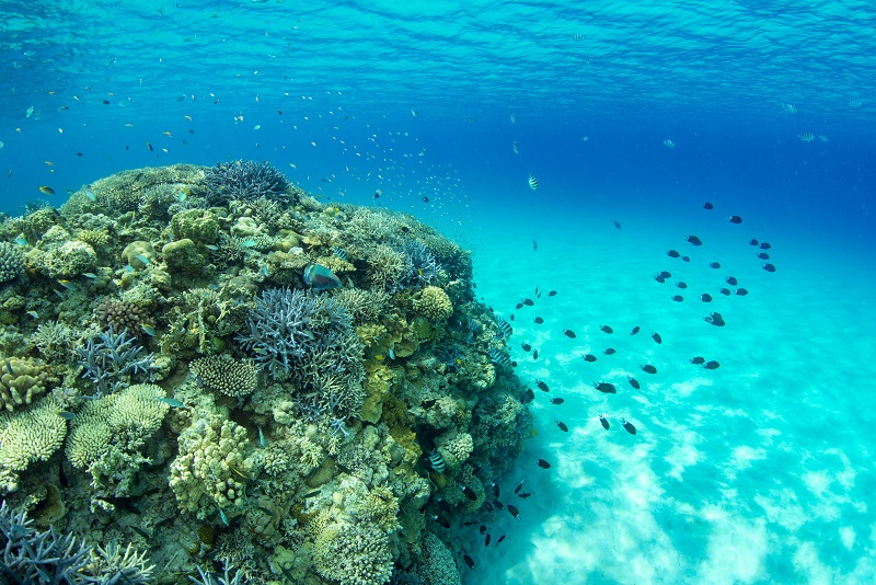 ANA万座ビーチリゾート、「サンゴ保護活動」で新たな海の体験プラン、環境保護の意義を学ぶ