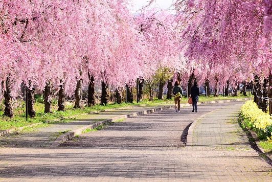 花見の名所で駐車場シェア、軒先パーキングらが福島県喜多方市で、違法駐車削減へ遊休地を活用