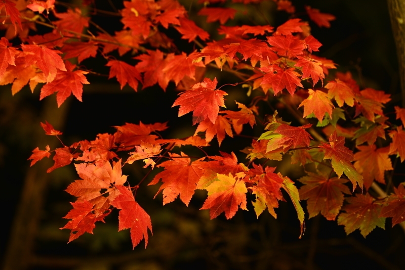 北海道の「日本一早い紅葉」でライトアップイベント、層雲峡温泉が夜の観光を創出で