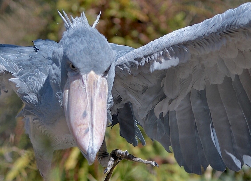 クチコミで人気の動物園ランキング2019、トップは「高知県立のいち動物公園」、水族館は半数以上が圏外から