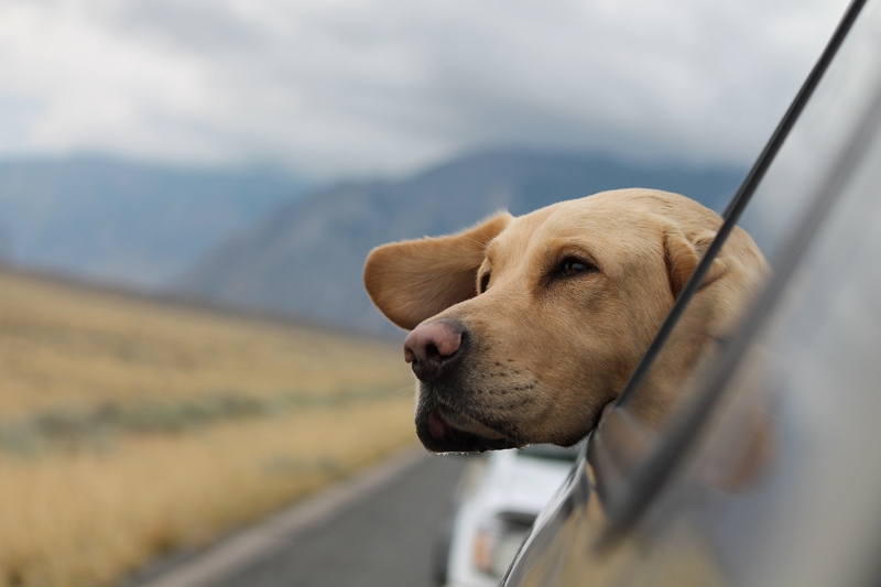 愛犬を「旅行に連れていく」は8割、その4割が年1年に複数回、宿泊先選びで重視するのは「客室内で放せる」こと - トラベルボイス（公式）