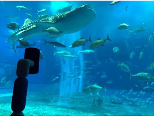 美 ら 海 水族館