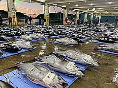 那智勝浦で「オンライン生マグロ体験ツアー」、参加条件は生マグロ事前購入、ライブ中継で地元仲買人が美味しい食べ方を伝授