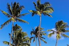 ハワイへの旅行者が大幅増加、日本人渡航者は限定的も平均滞在日数は224%増の18日に