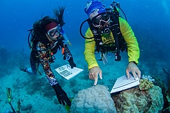 豪グレートバリアリーフ、ダイバー向けエコツアー開始、自然環境保護でサンゴの健康状態調査