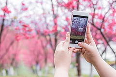 桜開花予想2023、桜の開花は平年並みか、北海道は4月下旬に桜前線が上陸、東京・上野公園は3月29日に満開