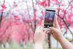 台湾のSNS投稿からみた訪日旅行、投稿数は急増、「雪」「桜」「茨城県」が話題に