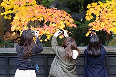 A foreign tourist tour to Japan no longer needs a tour conductor on September 7 