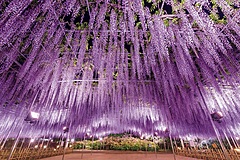 The best ‘must-go-flower park’ in Japan is ‘Ashikaga Flower Park’ with gorgeous spring wisteria in Tochigi Prefecture