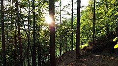 北海道で観光による「森林保全事業」、林道をマウンテンバイク体験できる道に再生、サステナブル観光を推進
