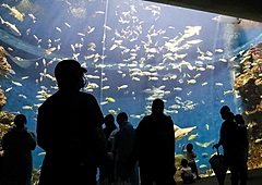 鴨川シーワールド、年末年始に「夜の水族館」体験プラン、海の動物たちの寝姿の観察など飼育員の解説付きで