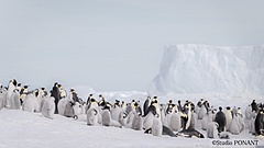仏クルーズ会社ポナン、豪華砕氷船で南極「皇帝ペンギンの島」に上陸、氷上ナビシステムを駆使