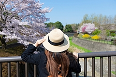桜開花予想2024、今年は平年より早めと予想、北海道に桜前線が4月中旬に上陸、太平洋側は平年並みか