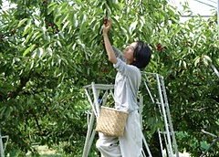 JTB、農業を起点とした関係人口創出、山形県と首都圏の人材交流を促進、労働力不足の解消も