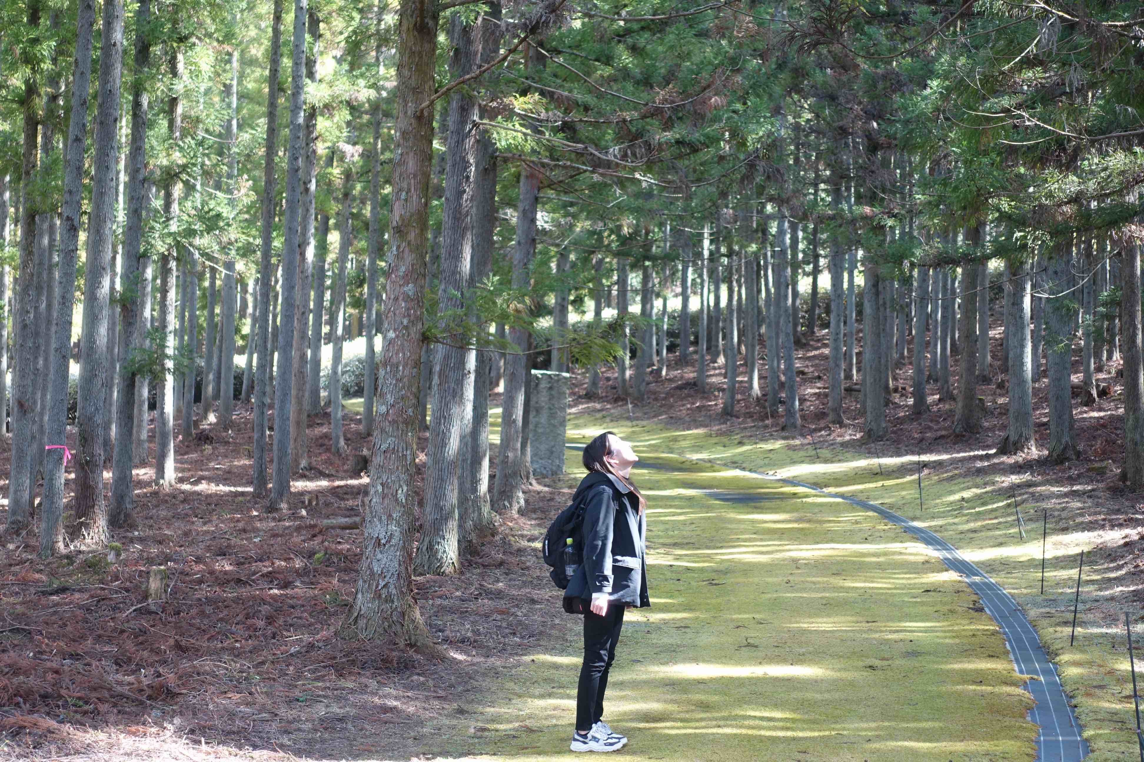 ウェルネスツーリズムとは？ 森林の癒し効果で茨城県大子町が取り組む